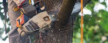 Trusted Calumet, PA Tree Care Experts