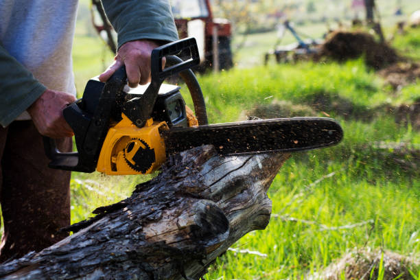 How Our Tree Care Process Works  in  Calumet, PA